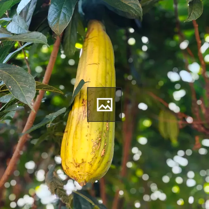 Calabash Hanging from Tree