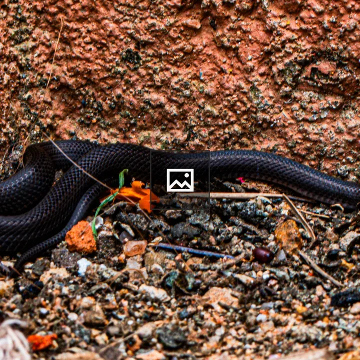 Slender black snake on soil