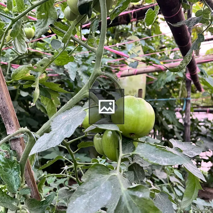 Green Tomatoes on a Vine