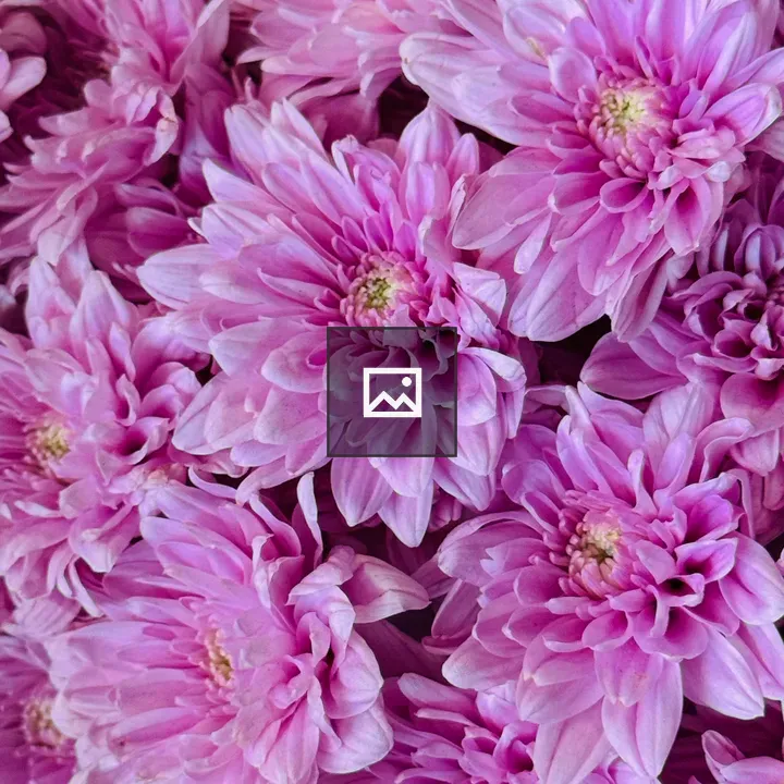 Close-up Pink Chrysanthemums