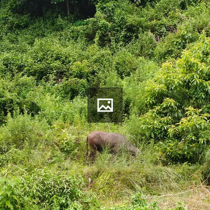 Buffalo in Tall Grass