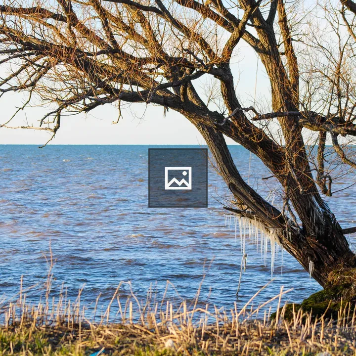 Icicles over Lake Ontario tree