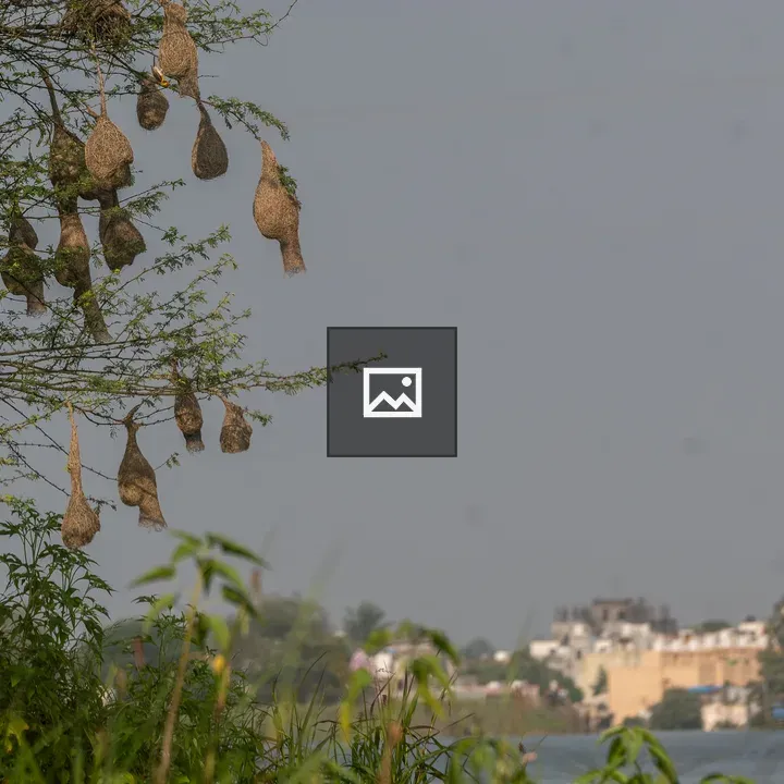 Tree with nests by river