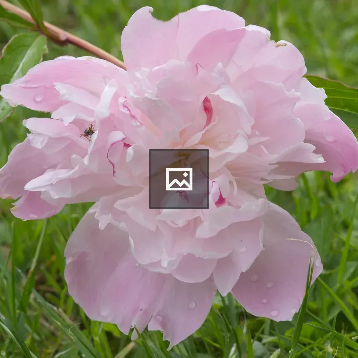 Close-up Pink Flower with Insect