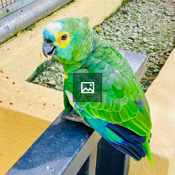 Green Parrot in Portrait