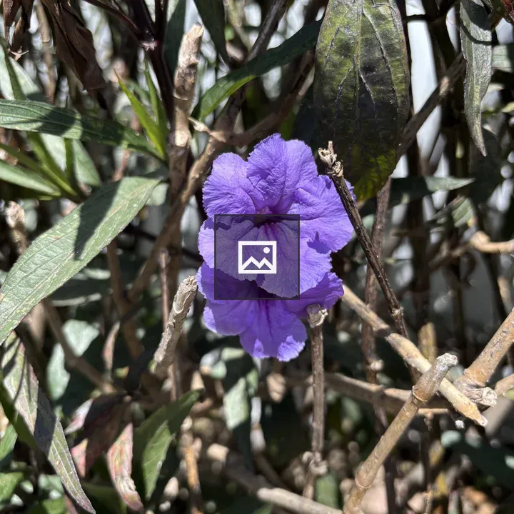 Petunia Flower in Green Foliage