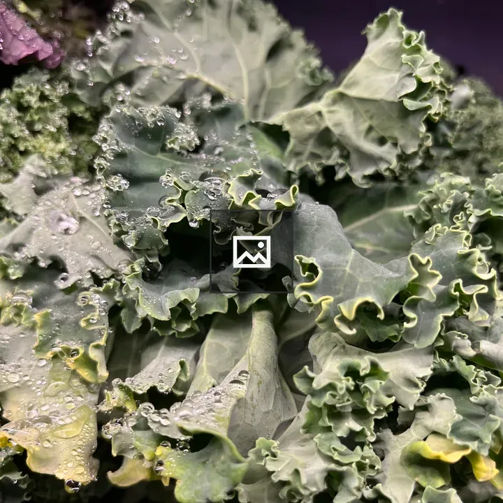 Lettuce on Green Leaves