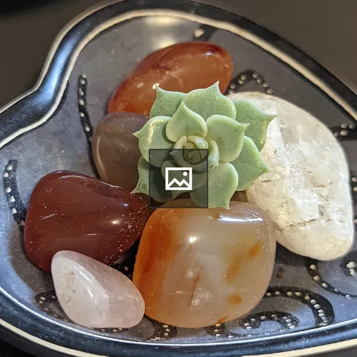 Rosette of succulent on rocks