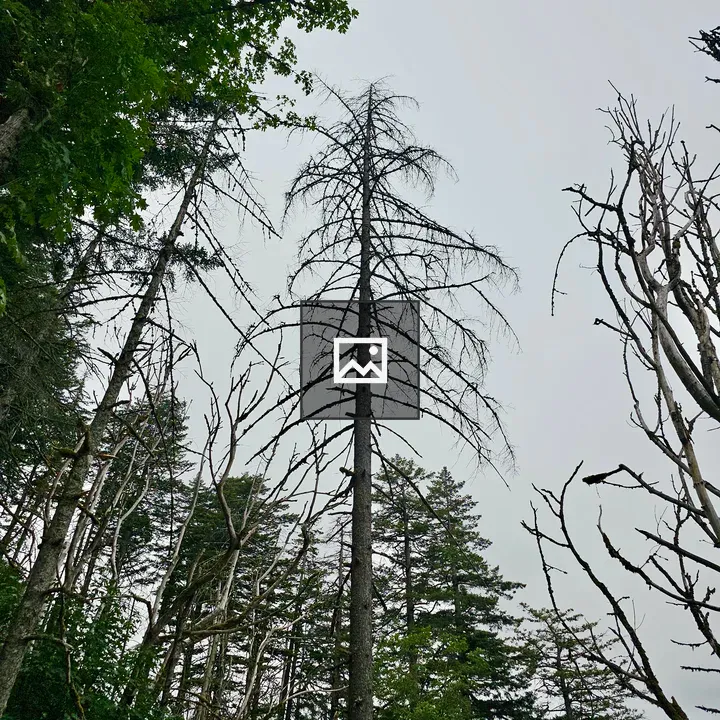 Tall Leafless Tree in Gorge