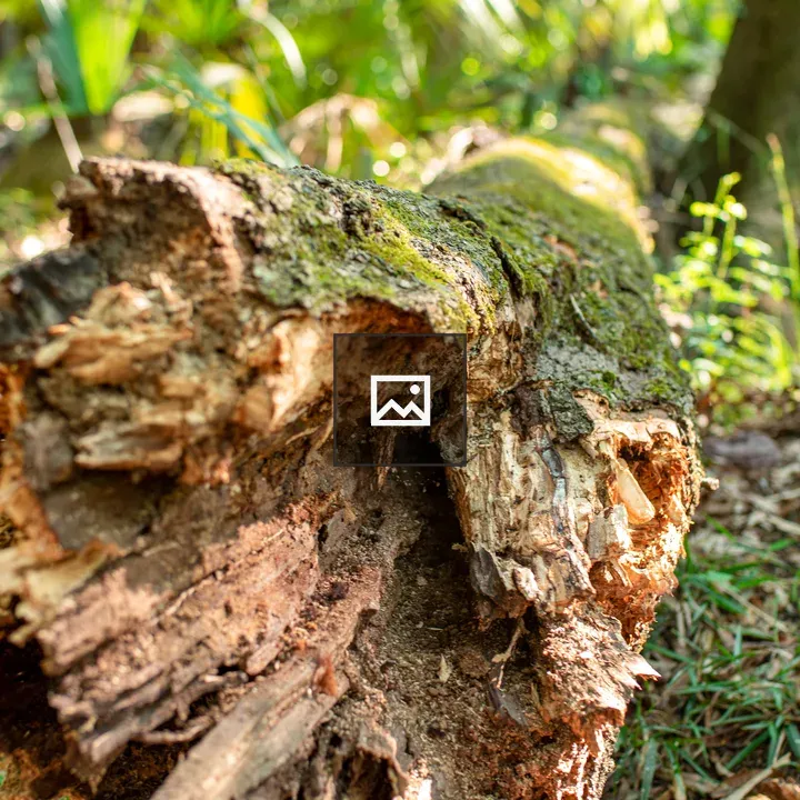 Close-up Log on Forest Floor