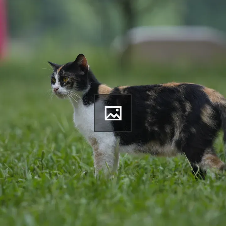 Cat Preparing to Move Forward