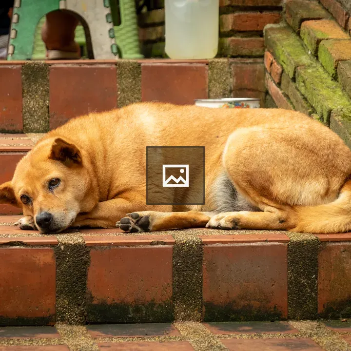 Dog resting on temple stairs