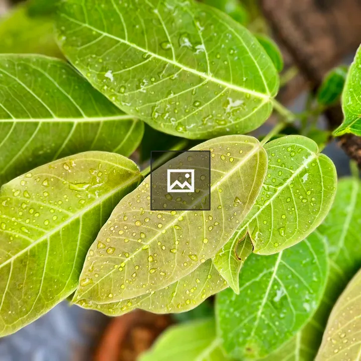 Close-up Leaves of Peepal Tree