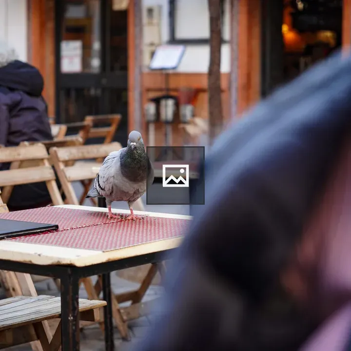 Pigeon on Outdoor Table