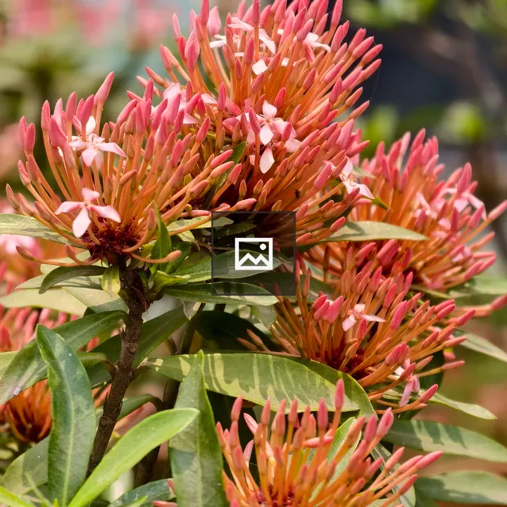 Pink ixora buds on green plant
