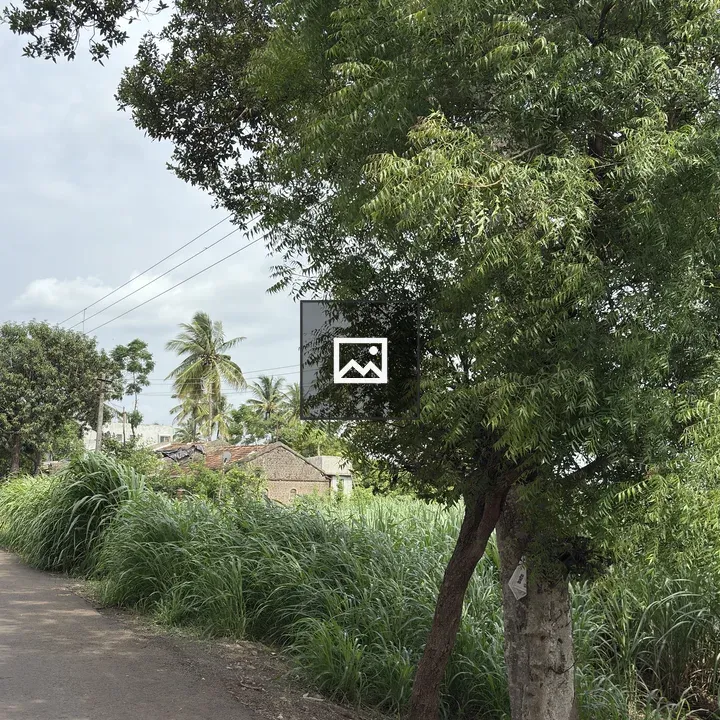 Rural Road with Large Tree