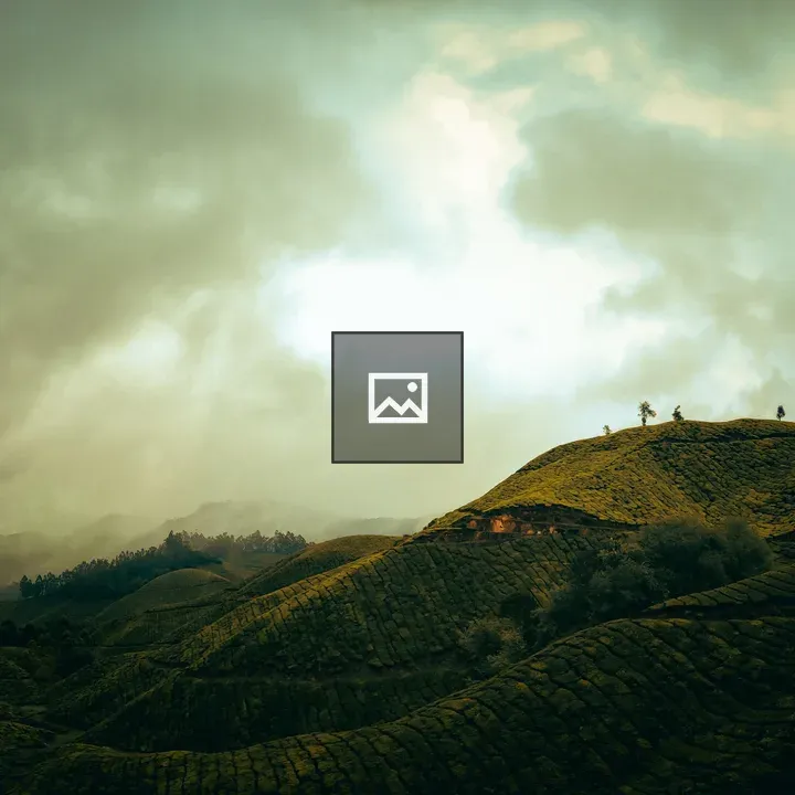 Foggy evening tea plantation