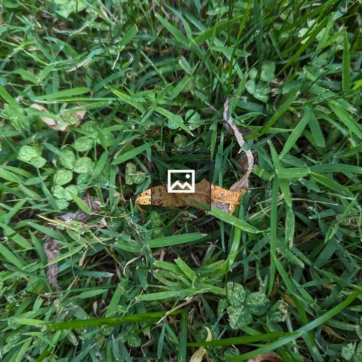 Some grass