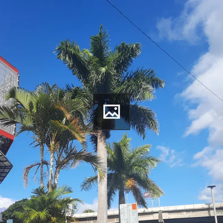 Palm Trees Under Blue Sky