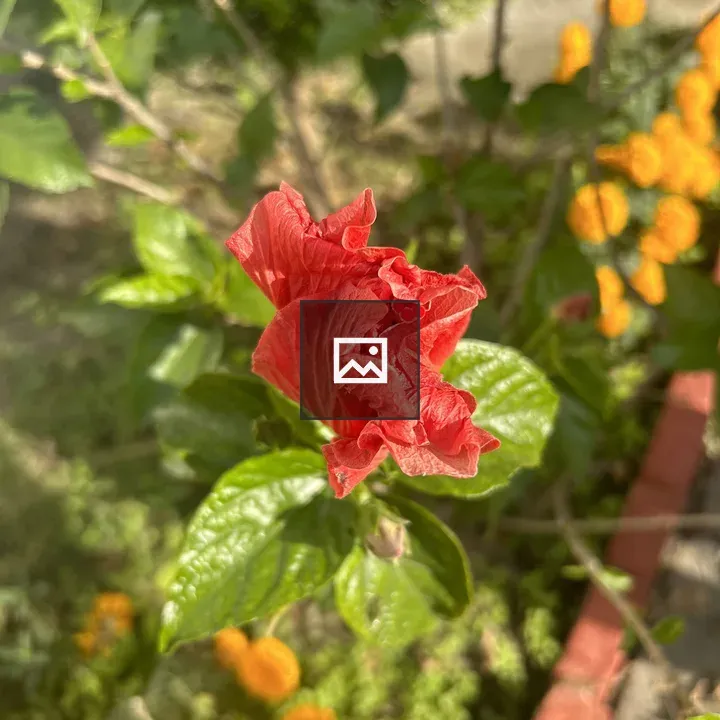 Flower aglow in sunshine
