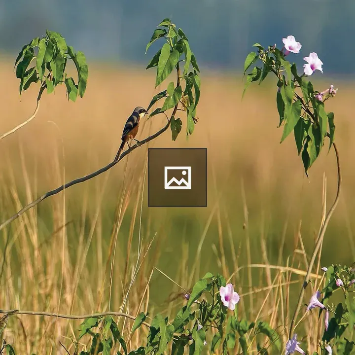 Bird on a small branch