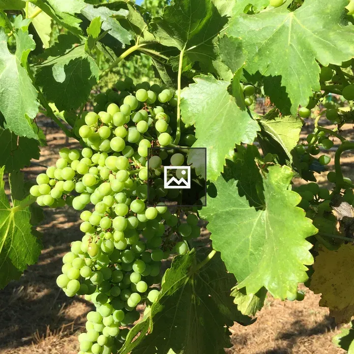 Green Grapes Ripening