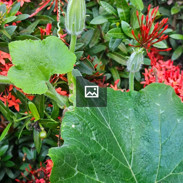 Pumpkin leaves and Ixora flowers