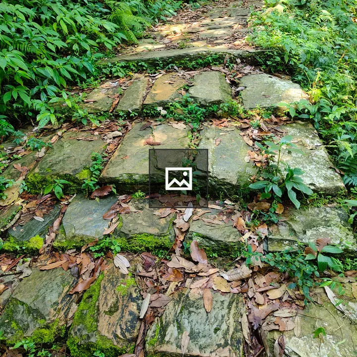Winding stone path with moss