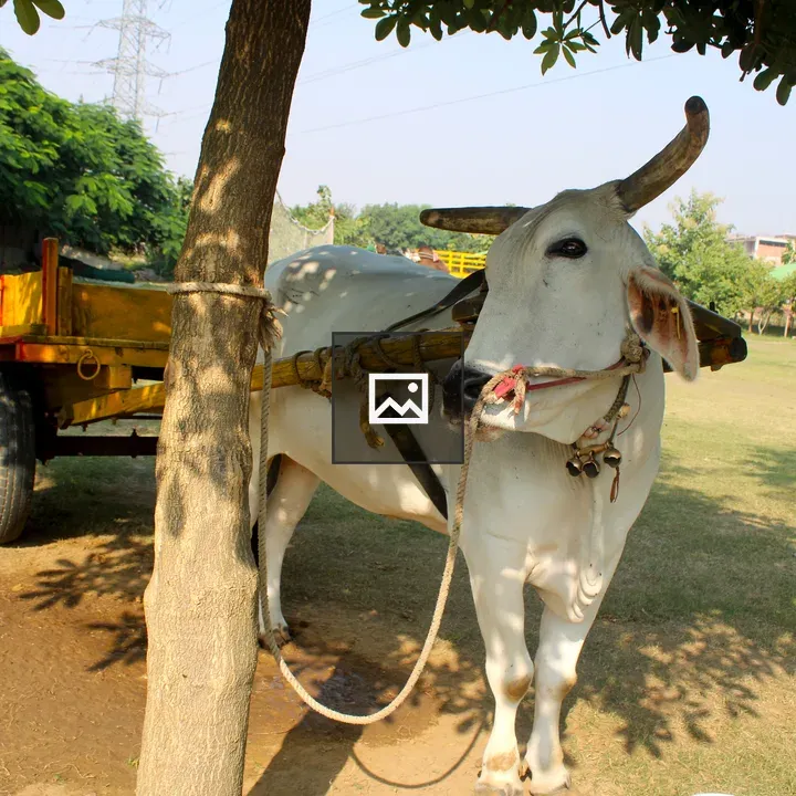 White cow with horn