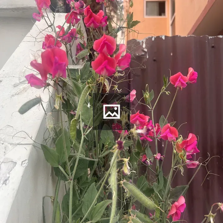 Pink sweet pea cluster along wall