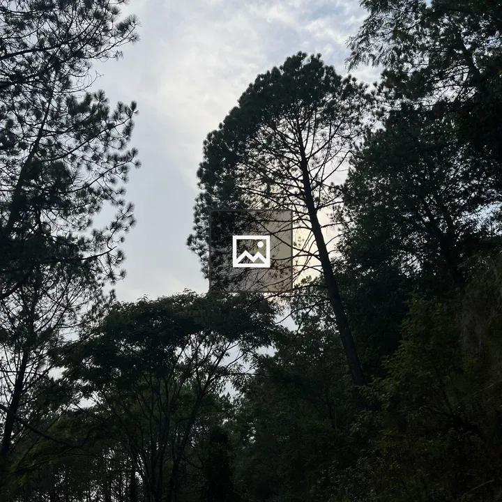 Pathway Through Dense Forest