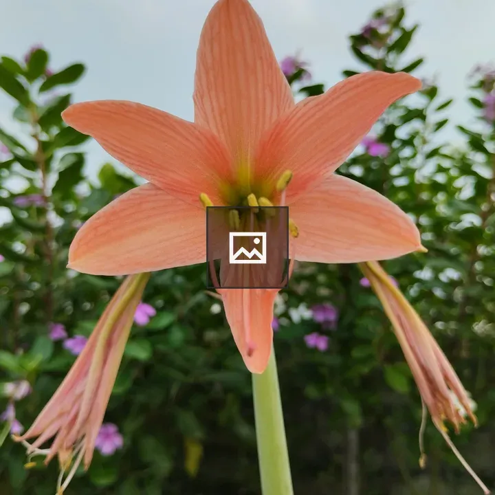 Hippeastrum orange trumpet bloom