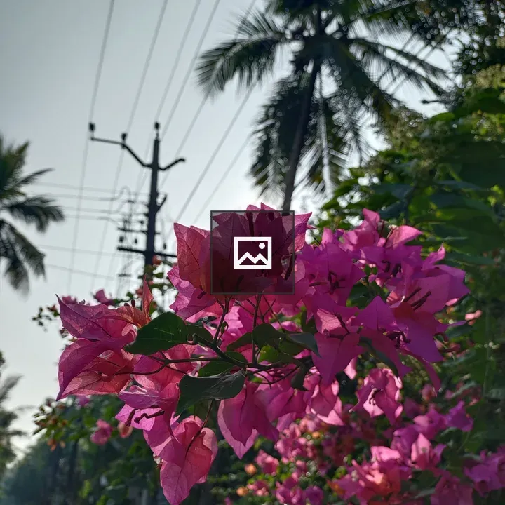 Bougainvillea with Palm Backdrop