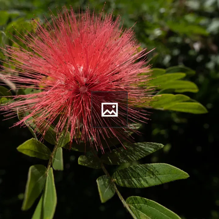 Close-up Red Powder Puff Flower