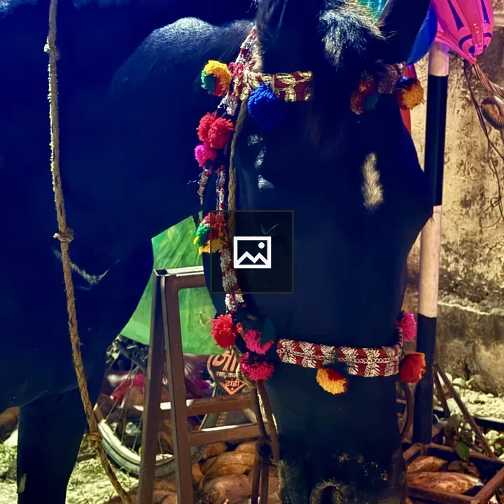 Horse with Colorful Pom-poms