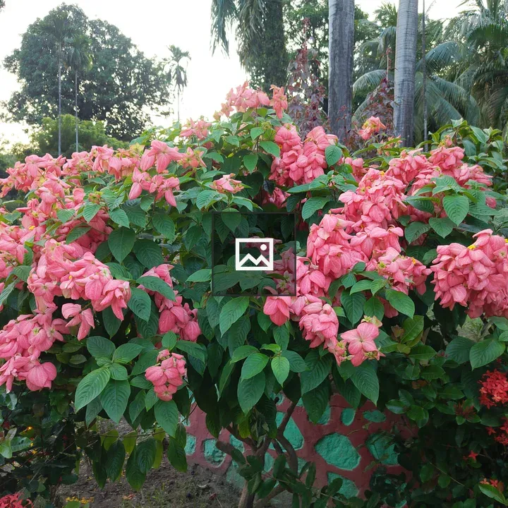 Pink flower cluster shrub