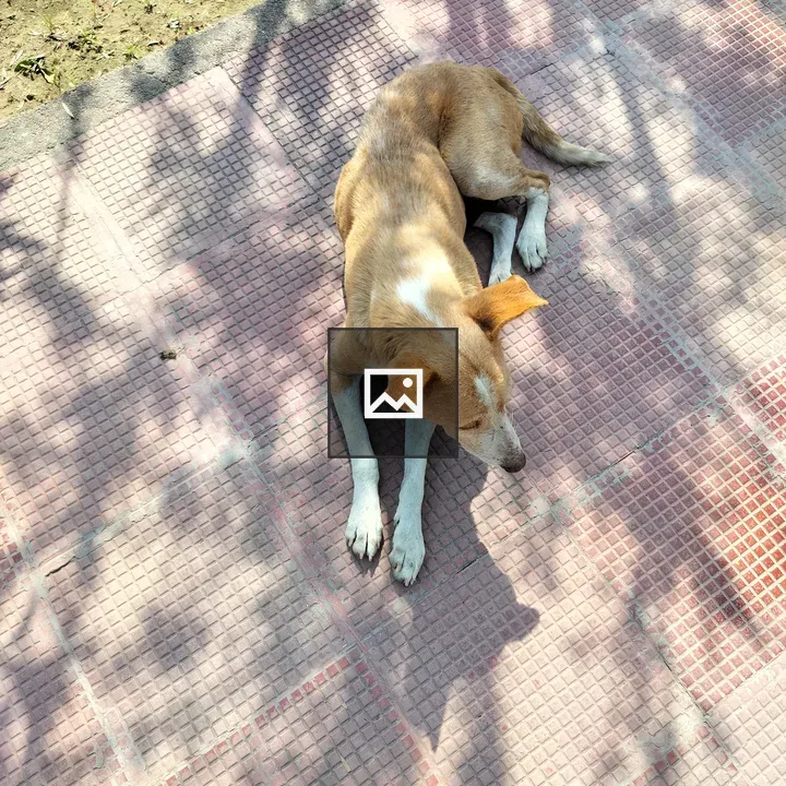 Brown dog on patterned pavement