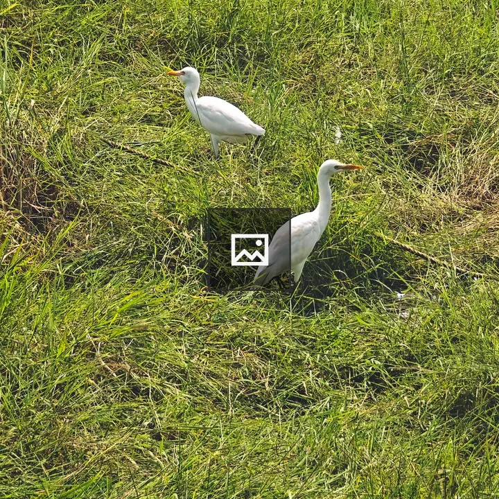 Two white birds in a grassy field