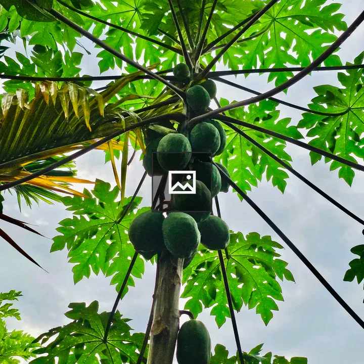 Papaya Plant Morning View