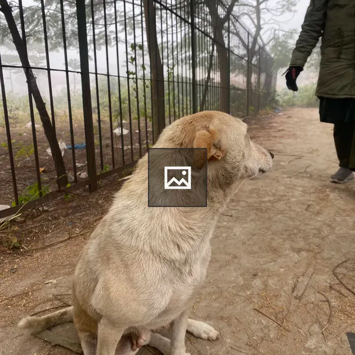 Light-colored dog on path