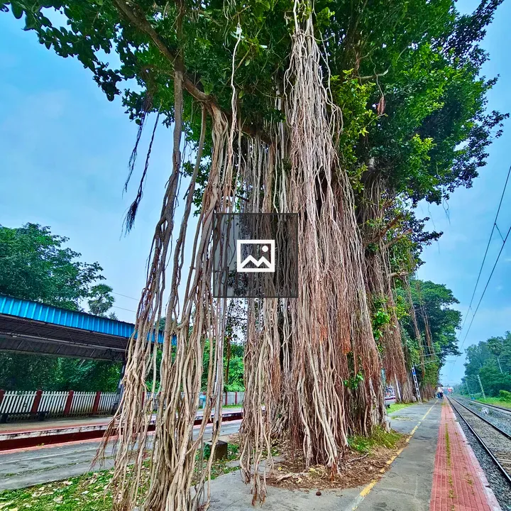 Ariel roots of Ficus benghalensis