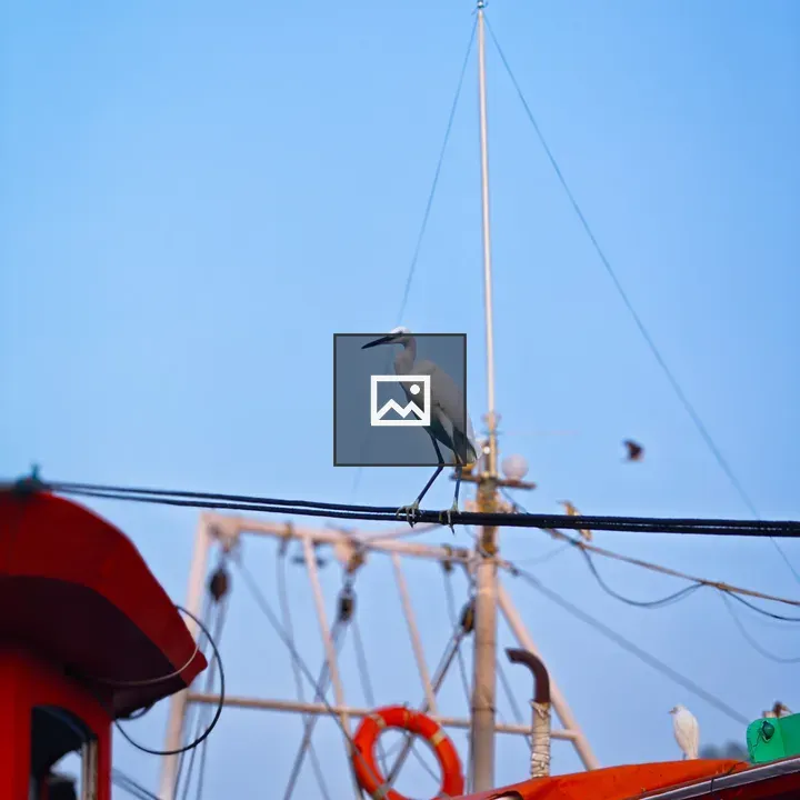 White Bird on a Wire