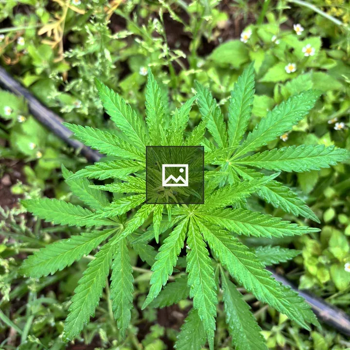 Green cannabis plant close-up