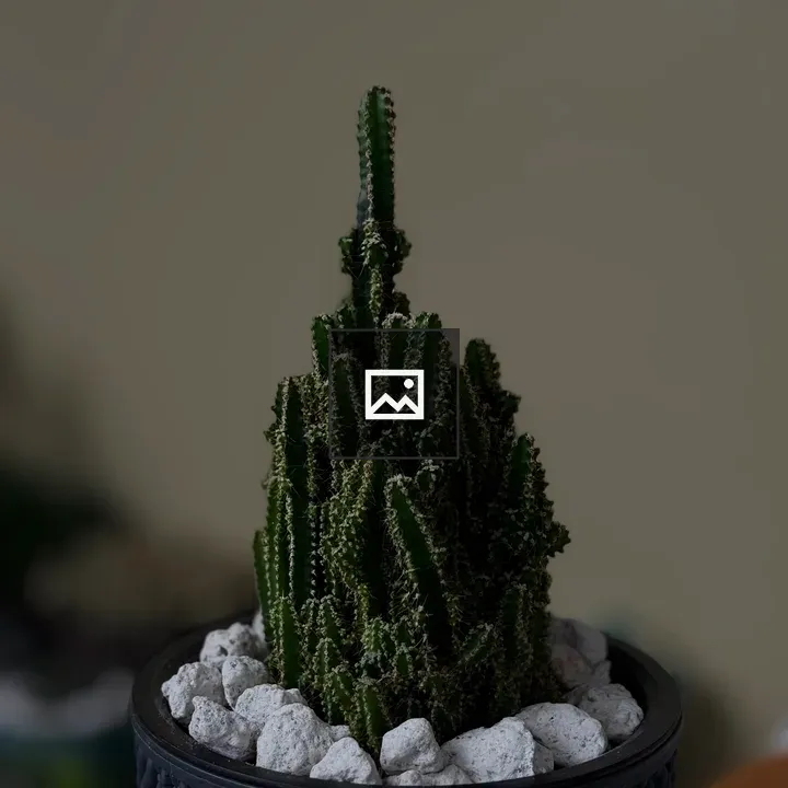 Fairy Castle Cactus in Pot