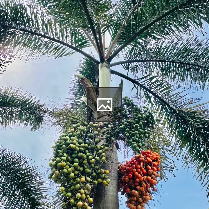 King Palm tree with fruits