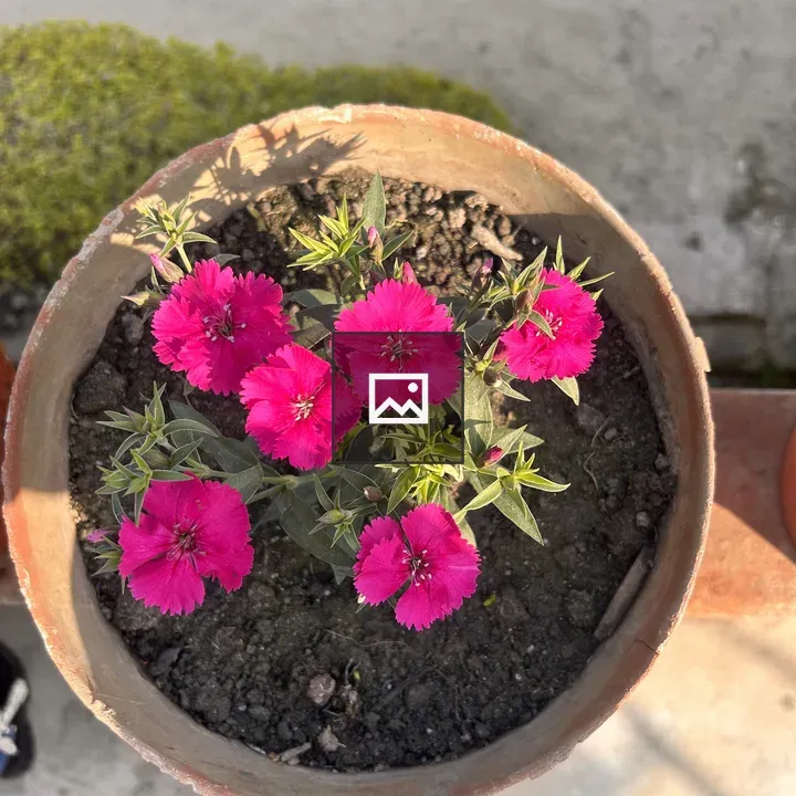 Top view of terracotta pot with pink flowers