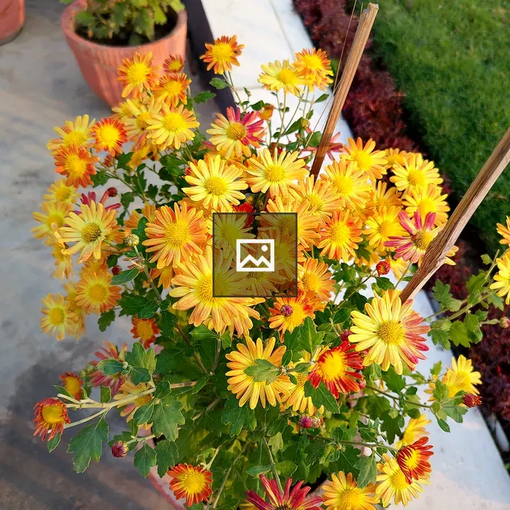Chrysanthemum Pot Arrangement