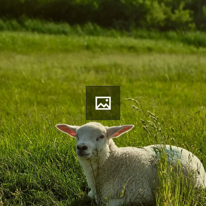White sheep resting in field
