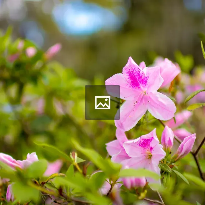 Pink flowers in nature