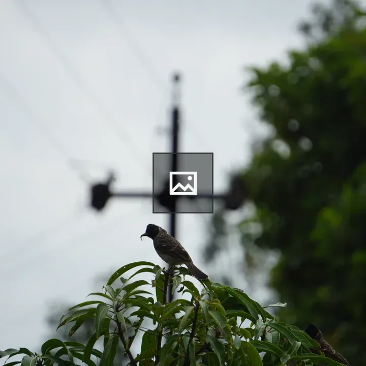 Bird on Mango Branch